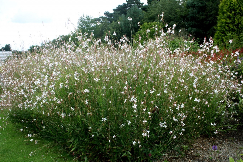 Gaura ʹWhirling Butterfliesʹ