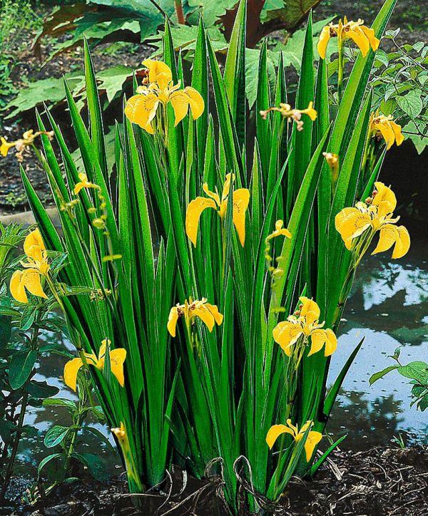 Kosatec žltý ´Variegata´