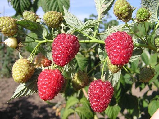 Malina červená ´Autumn Bliss´ STÁLORODIACA