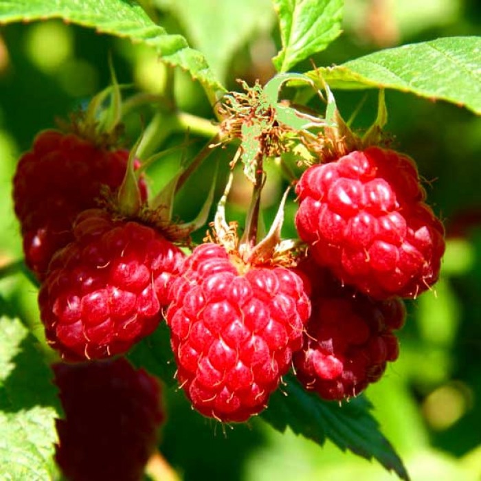 Malina červená ´Willamette´