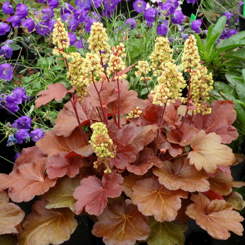 Heuchera Little Cutie ´Blondie´