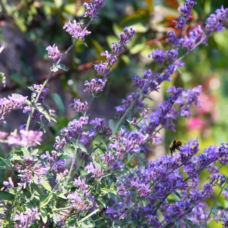 Kocúrnik ´Senior´