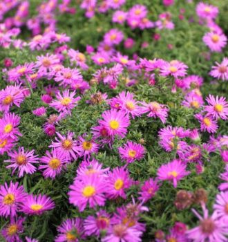 Astra  ´Purple Dome ´