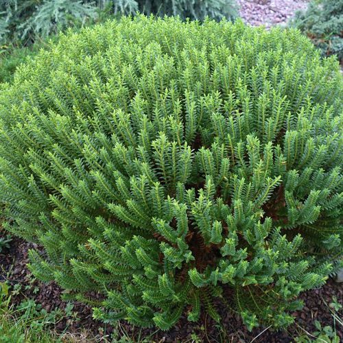 Hebe ´New Zeland Gold´