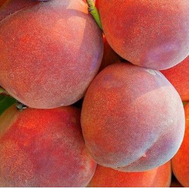 Broskyňa ´Dixired´ skorá, podp. GF677, voľnok.