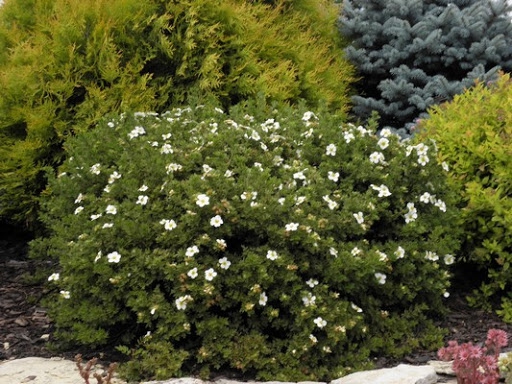 Nátržník krovitý ´Tilford Cream´