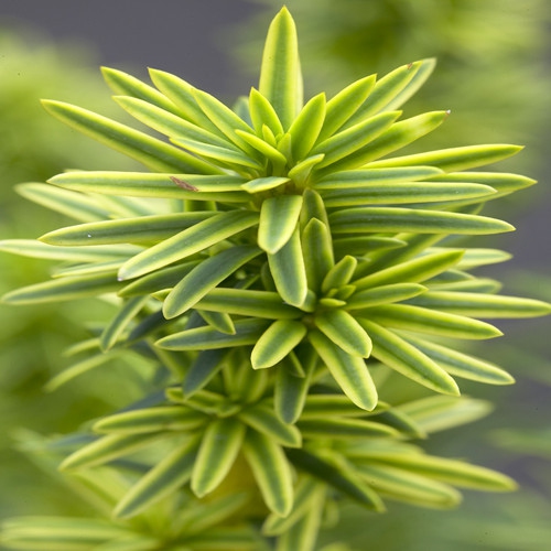 Tis obyčajný ´David´