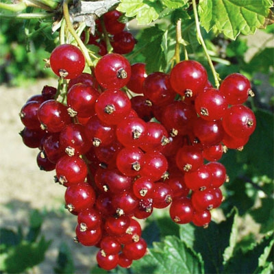 Ríbezľa červená ´Tatran´ stromčeková, voľnok.