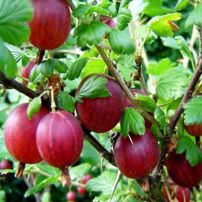 Egreš ´Hinnonmaki Rot´ stromčekový, kont. 2l