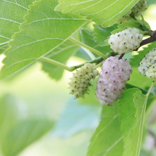 Moruša biela, voľnok.