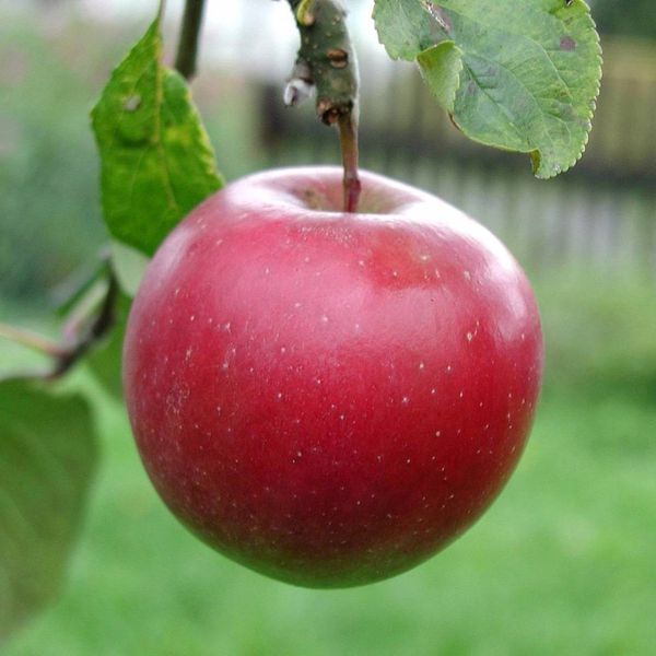 Jabloň "Breaburn" zimná, podpn. MM106, voľnok.