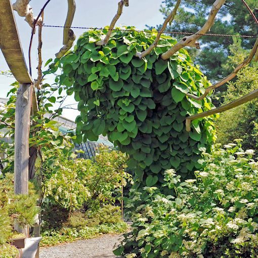 Vlkovec veľkolistý