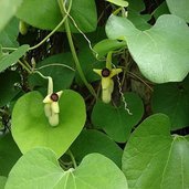 Vlkovec veľkolistý