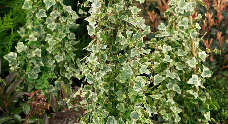 Brečtan popínavý ´White Ripple´