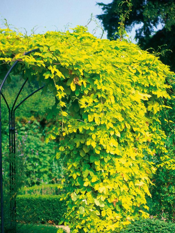 Chmeľ obyčajný ´Aureus´