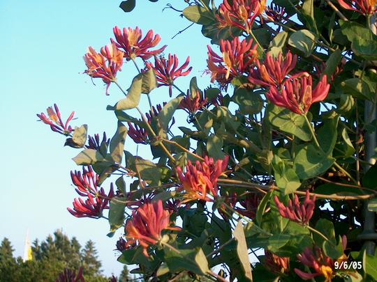 Zemolez heckrotii ´American Beauty´