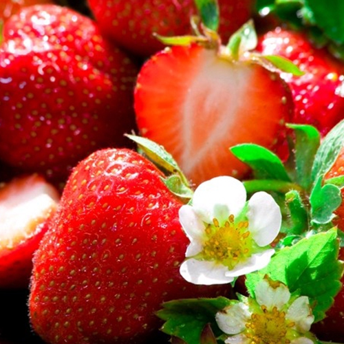 Jahoda ´Anabel´ stálorodiaca odroda