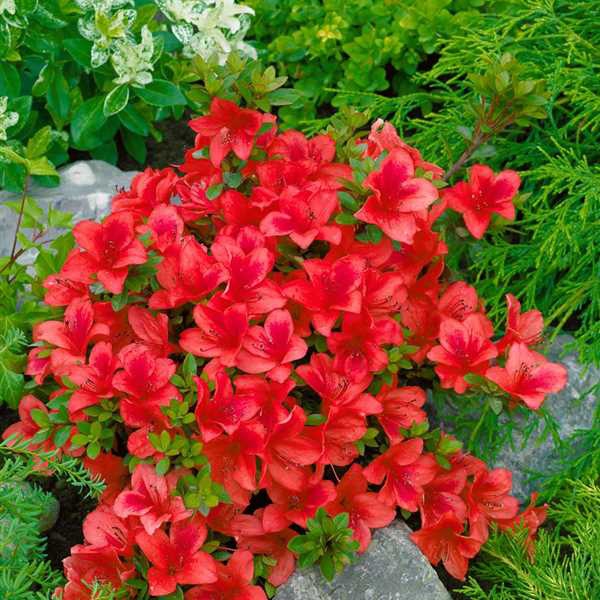 Azalka japonská ´Johana´