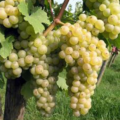 Vinič stolový ´Chrupka biela´