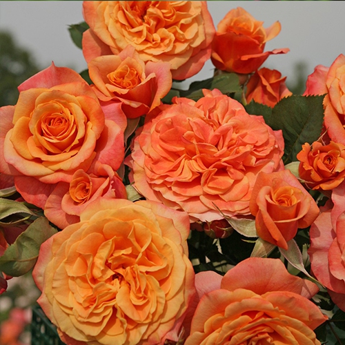 Ruža ´La Villa Cotta´