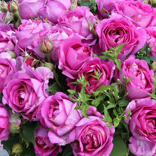 Ruža ´Carmen Würth´