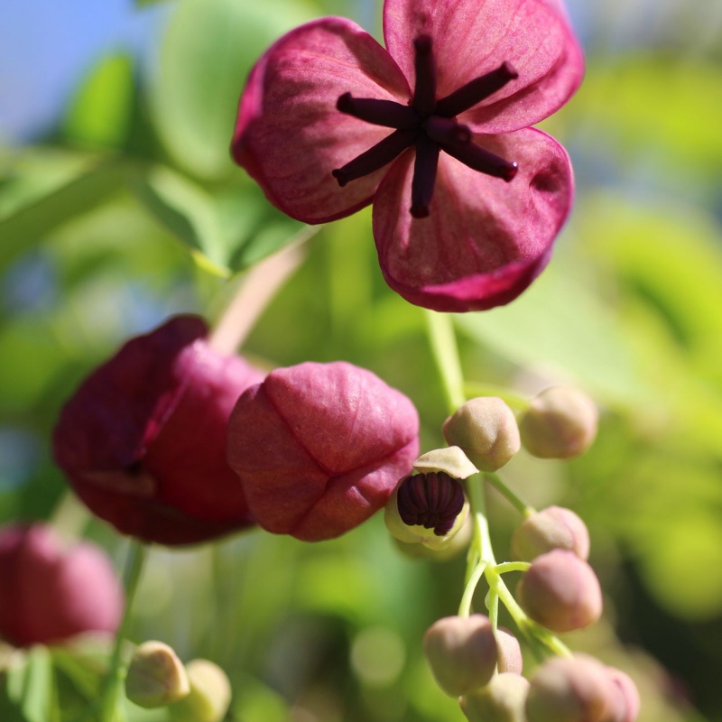 Akebia päťpočetná