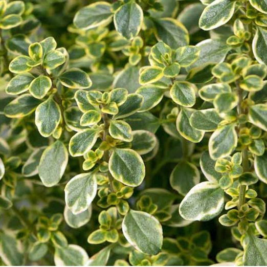 Tymian citrónový ´Lemon Variegata´