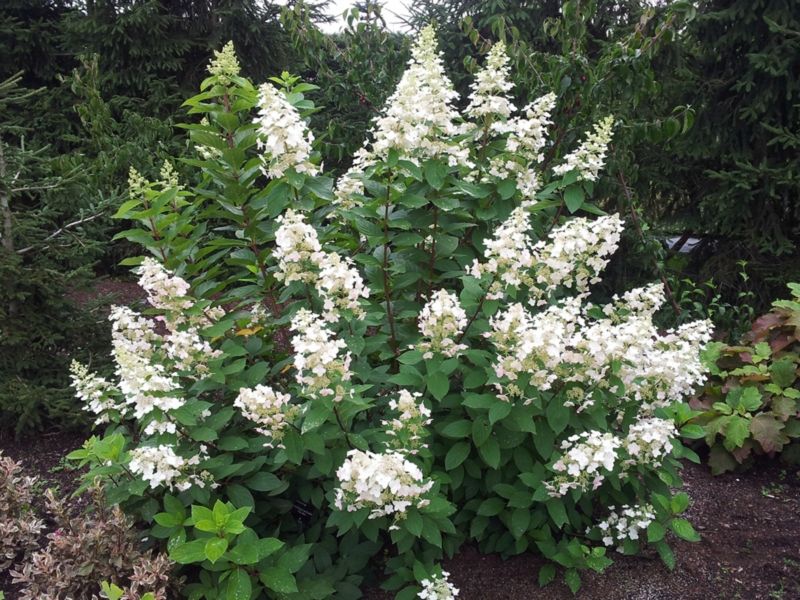 Hortenzia metlinatá ´Pee Wee´