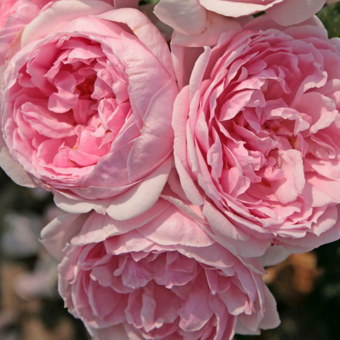 Ruža ´Cinderella´