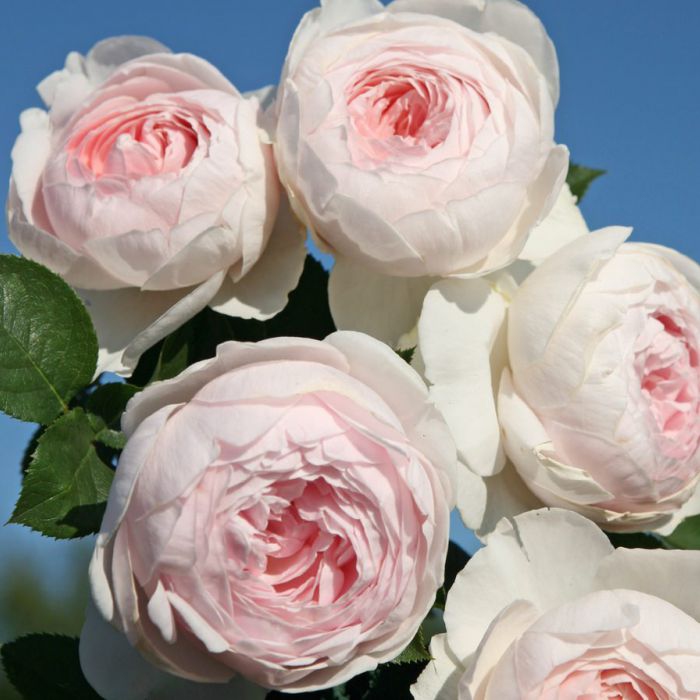 Ruža ´Herzogin Christiana´