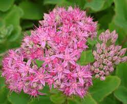 Rozchodník ´Carl´ 1l