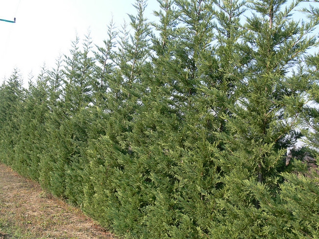 Cyprusovec leylandský ´2001´