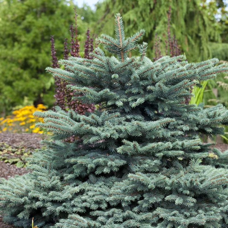 Smrek pichľavý ´Waldbrunn´