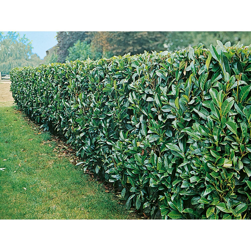 Vavrínovec lekársky ´Novita´ 4L