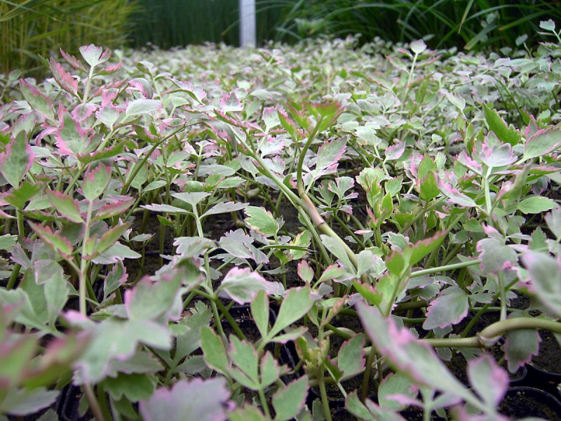 Halucha dutá ´Flamenco´