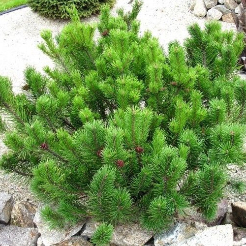 Borovica horská (kosodrevina) 80cm