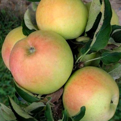 Jabloň stĺpová ´Goldcats´