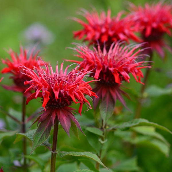 Monarda ´Cambridge Scarlet´