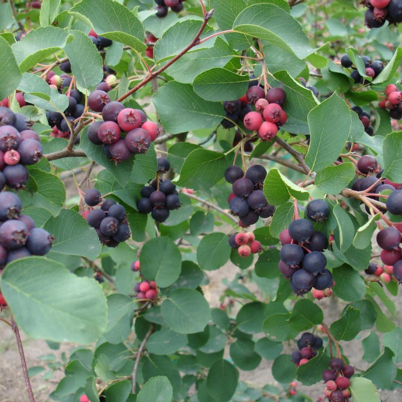 Muchovník  ’Honeywood’