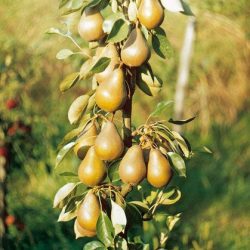 Hruška stĺpovitá ´ZLATA´