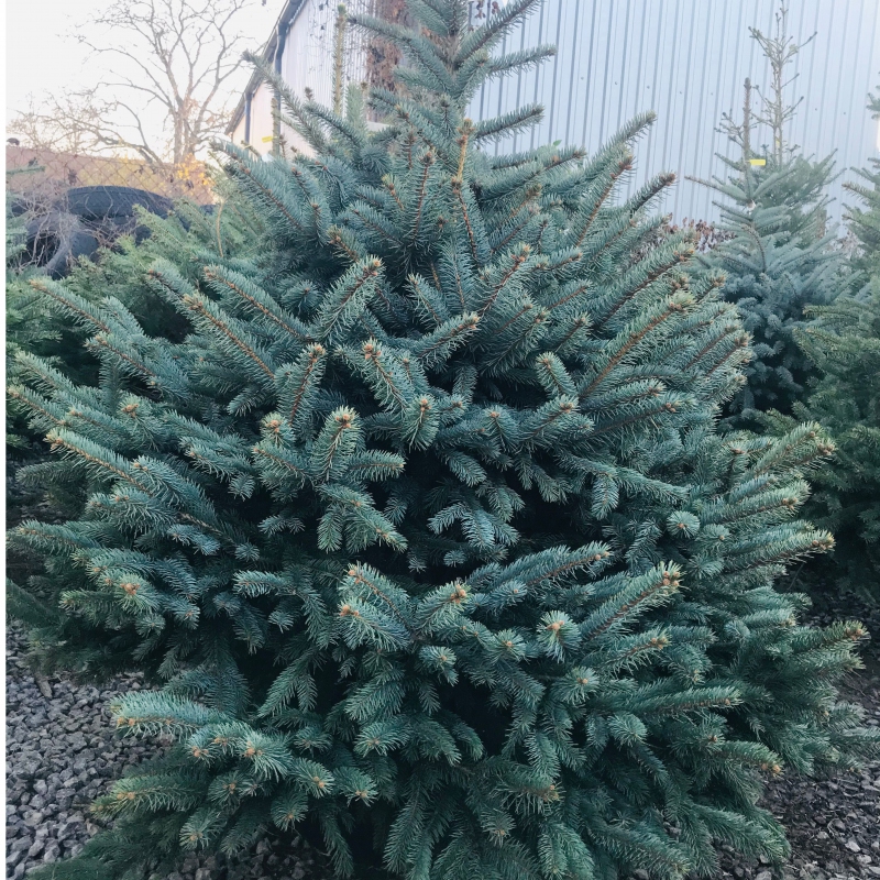 Smrek pichľavý 125/150 cm, kont.