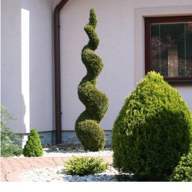 Tuja smaragdová ´Špirála´