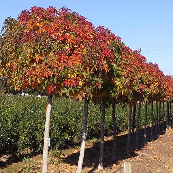 Ambrovník "Gumball" na kmienku