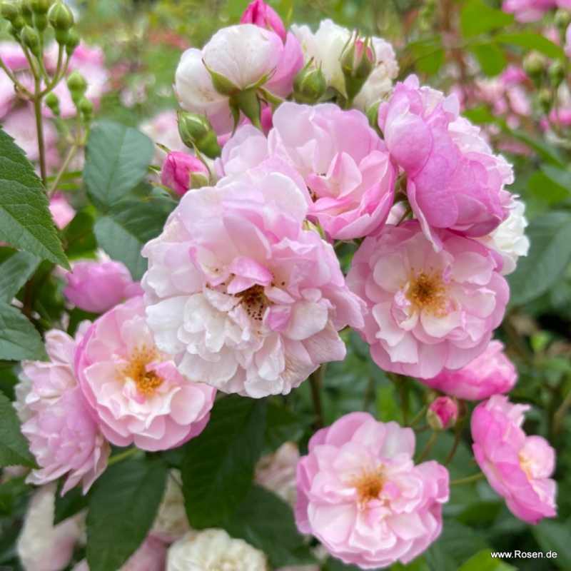 Ruža ´Lavender Siluetta´