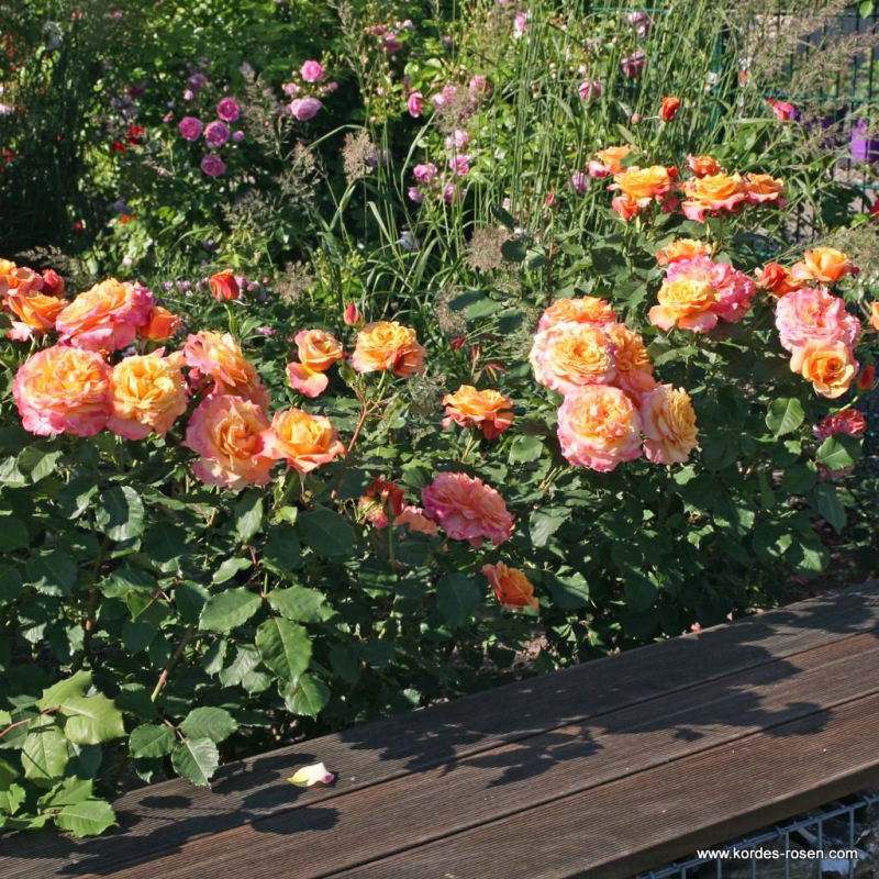 Ruža ´La Villa Cotta´