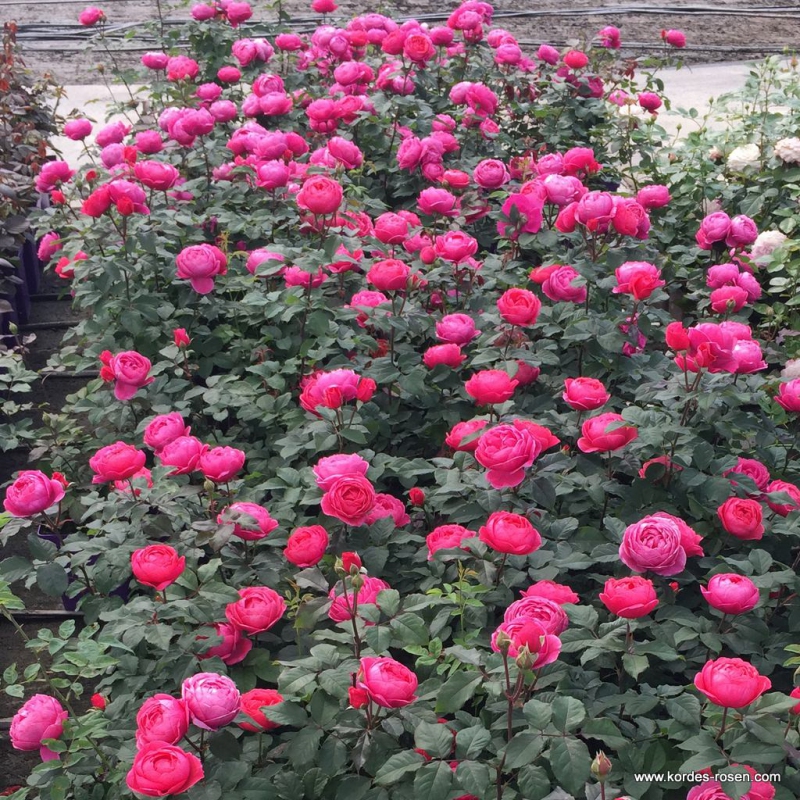 Ruža ´Gartenprinzessin Marie - Jose´