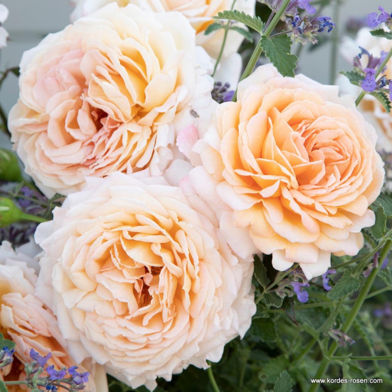 Ruža ´Grossherzogin Luise´