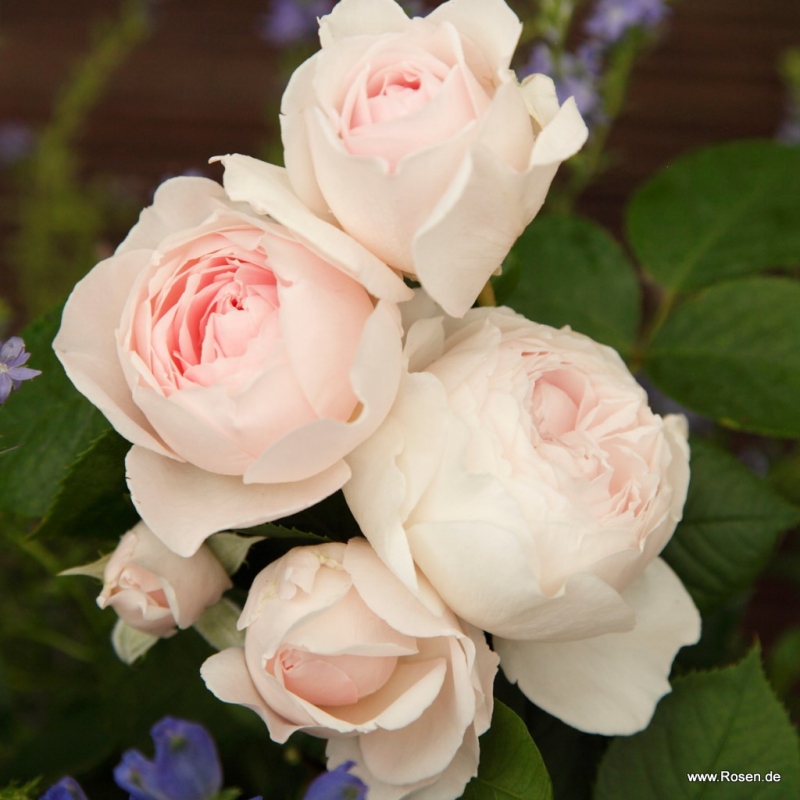 Ruža ´Herzogin Christiana´