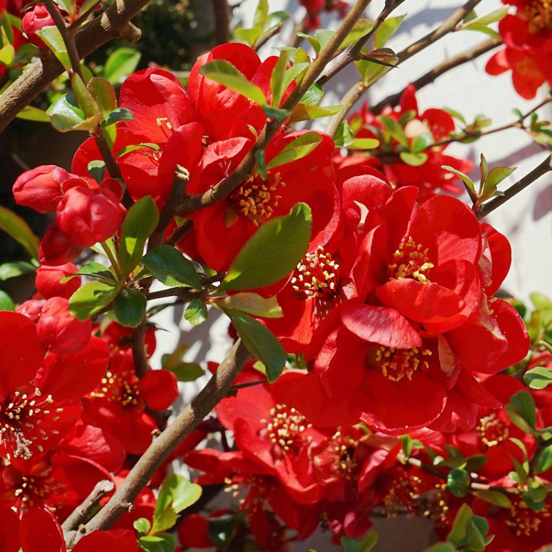 Dulovec japonský ´Cido´