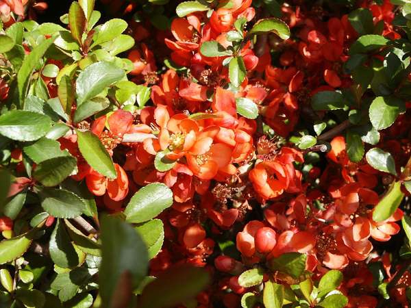 Dulovec japonský ´Sargentii´